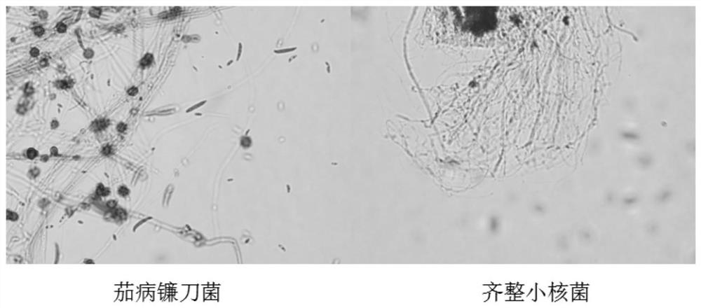 A kind of natural inhibitor for effectively preventing and treating chrysanthemum root rot and preparation method thereof