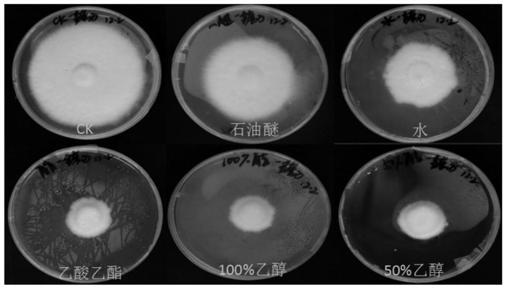A kind of natural inhibitor for effectively preventing and treating chrysanthemum root rot and preparation method thereof
