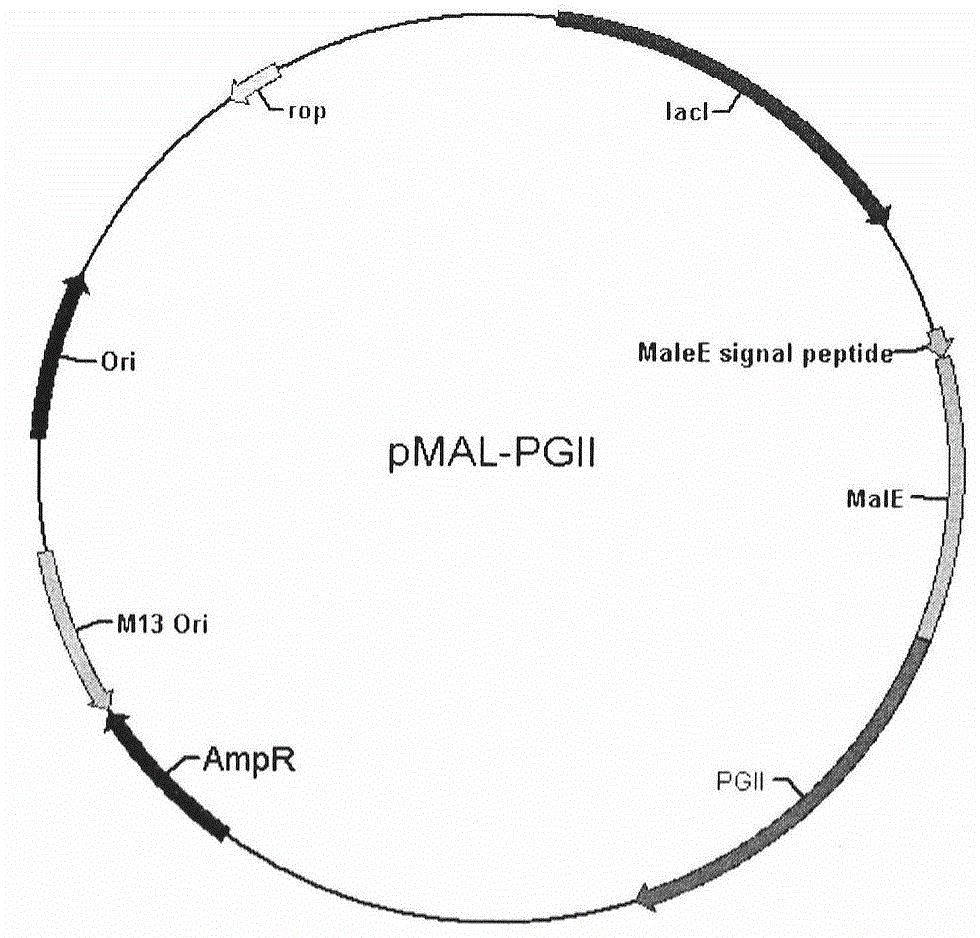 Soluble secretory expression of PG II-MBP fusion protein and application thereof