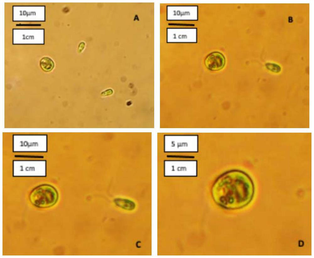 Dunaliella salina strain for treating salt-containing wastewater, microbial community comprising Dunaliella salina strain and application of microbial community