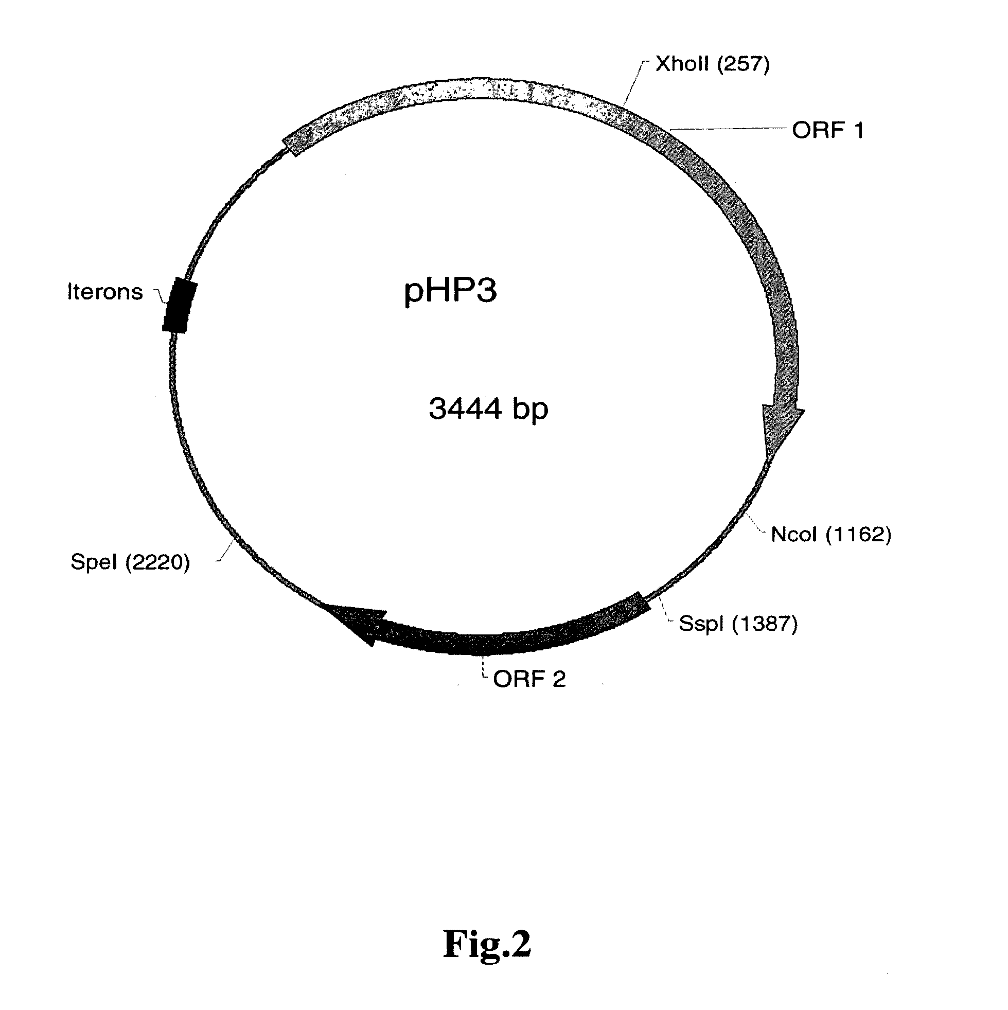 Helicobacter System and Uses Thereof