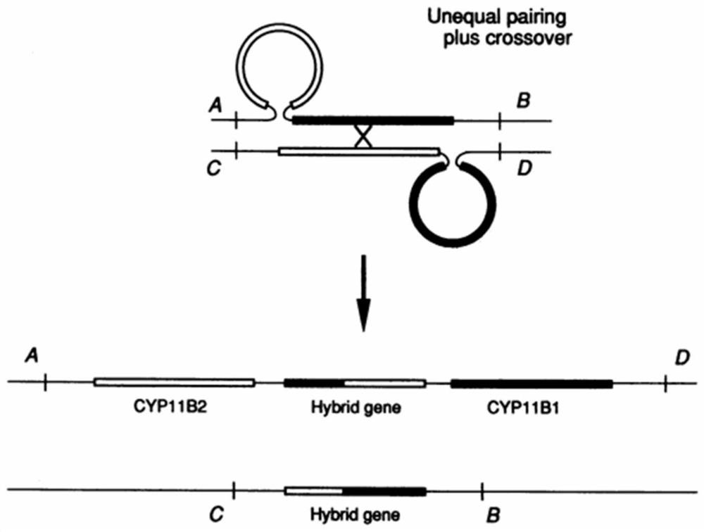 Fusion detection method for homologous genes based on differential SNP markers