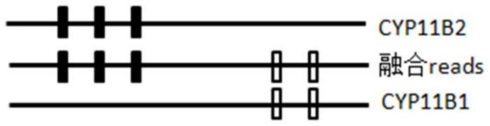 Fusion detection method for homologous genes based on differential SNP markers