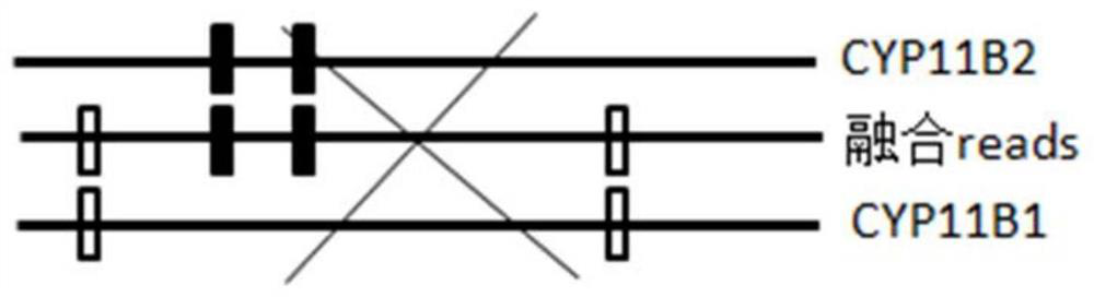 Fusion detection method for homologous genes based on differential SNP markers