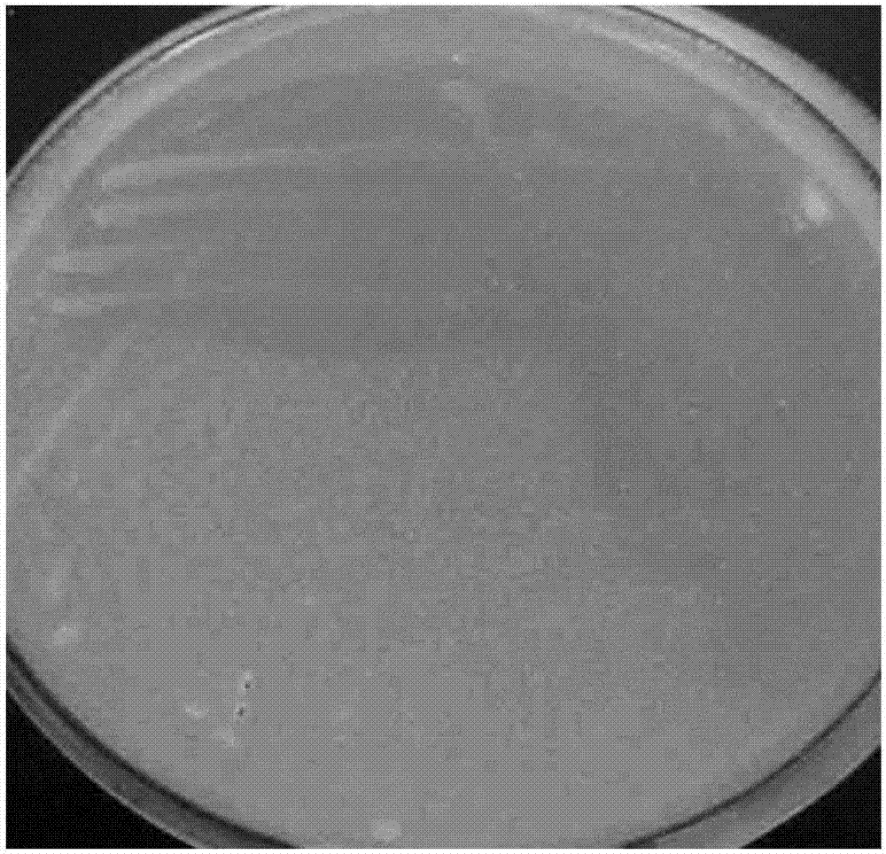 Ocean-sourced Microbacterium keratanolyticum MCDA02, method for producing enzyme from ocean-sourced Microbacterium keratanolyticum MCDA02, and product
