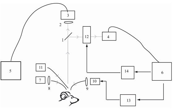 Cortical functional multi-mode imaging system