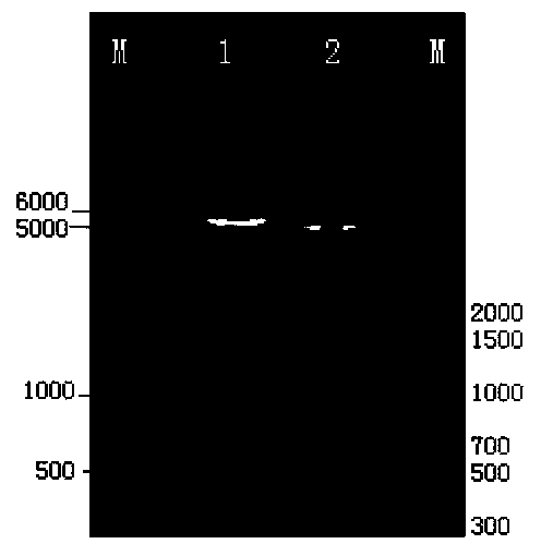 Preparation method and application of double-strand recombinant adeno-associated virus mediating membrane-stabilized cd40l gene capsid protein mutation