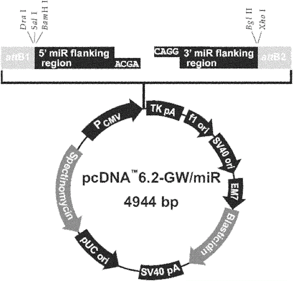 HIV-1 phenotypic resistance detection vector and construction method thereof