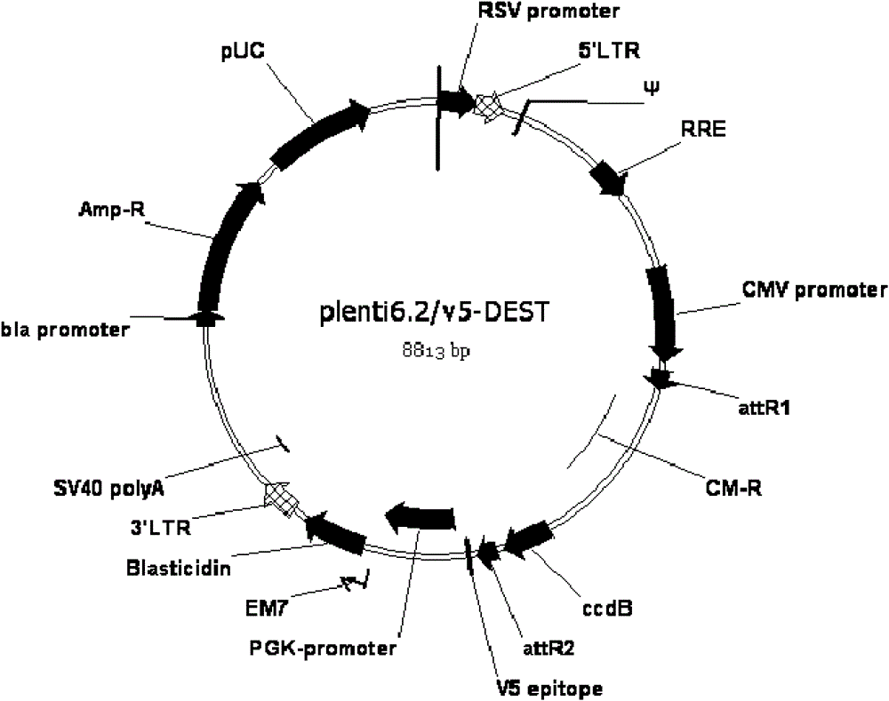 HIV-1 phenotypic resistance detection vector and construction method thereof