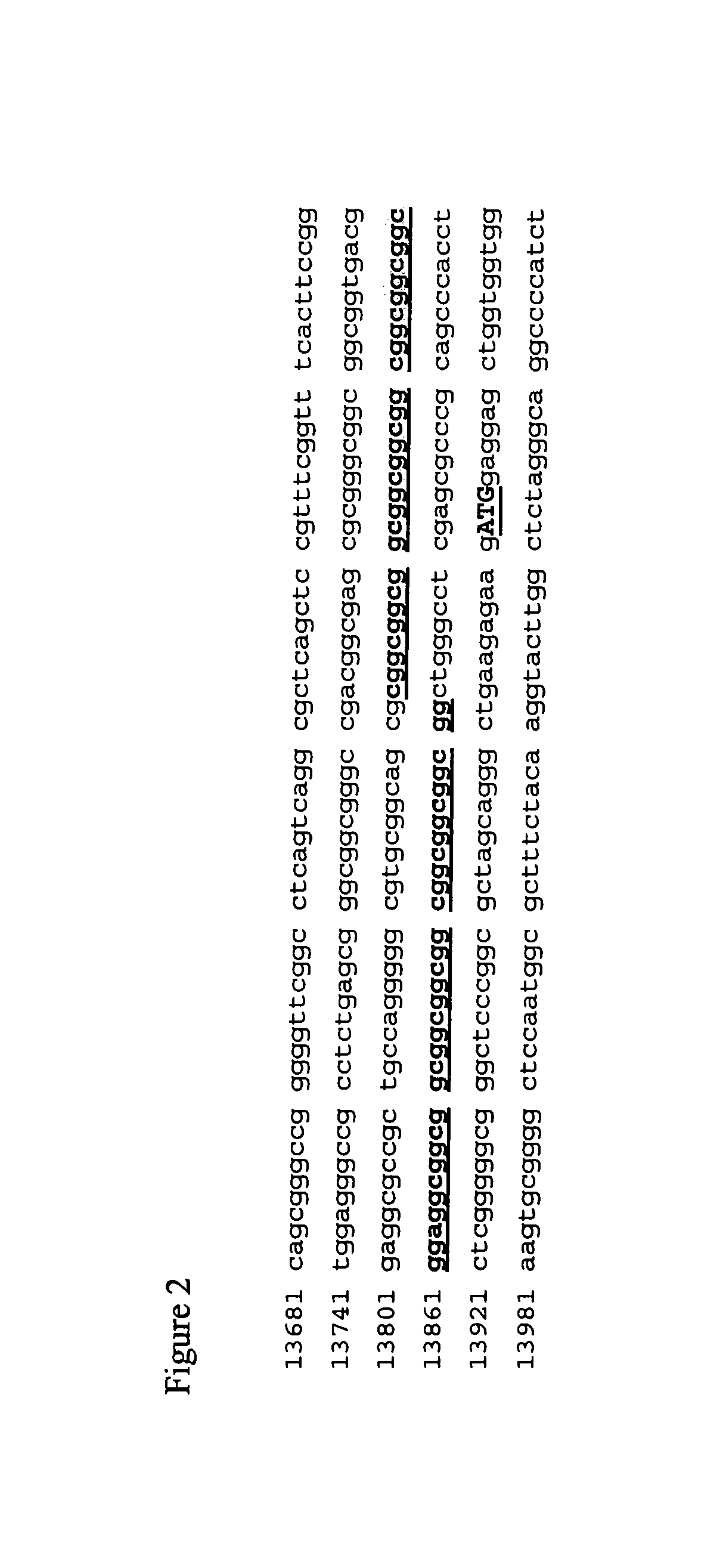 Methods for Detecting The Presence of Expanded CGG Repeats in the FMR1 Gene 5' Untranslated Region