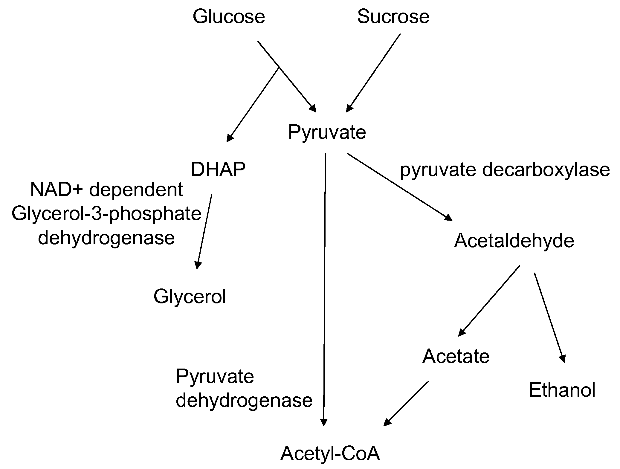 Enhanced pyruvate to acetolactate conversion in yeast