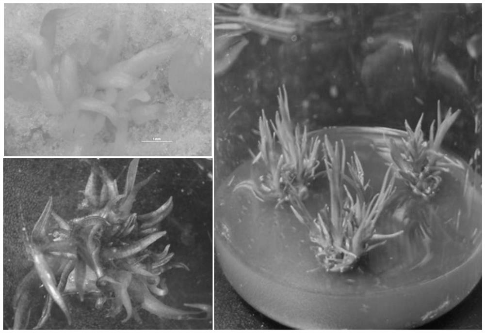 Rapid breeding method for tissue culture seedlings of pandanus amaryllifolius Roxb
