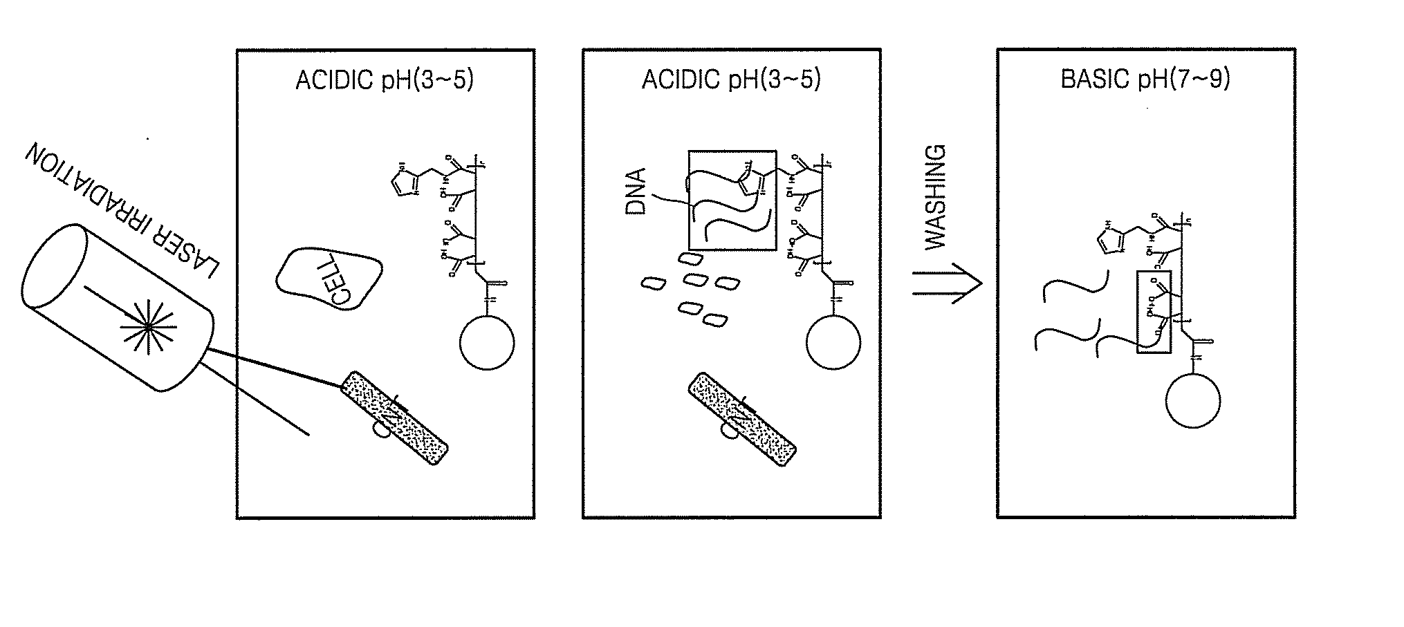 Method and apparatus for isolating nucleic acids from a cell using carbon nanotubes and silica beads