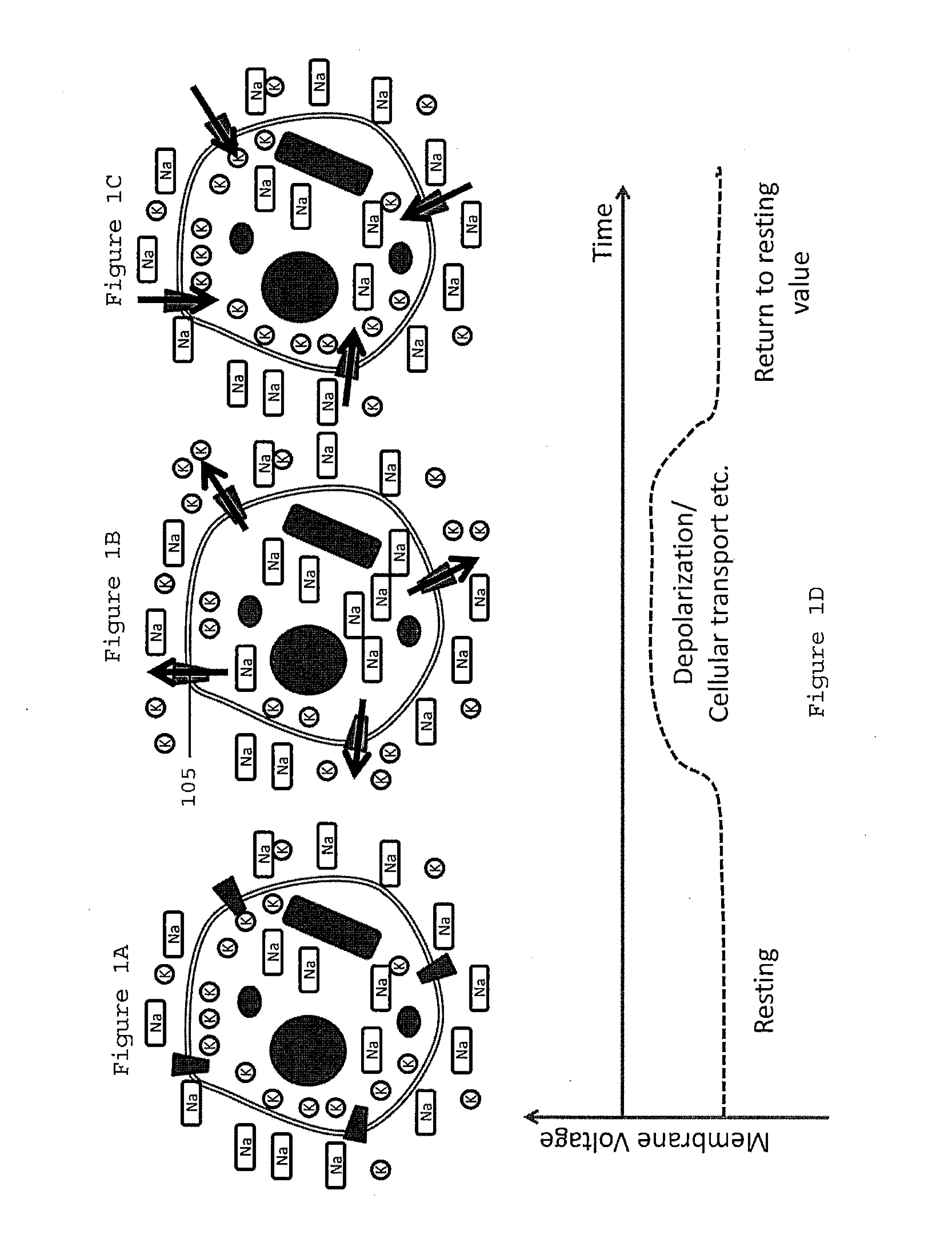 System, method and computer-accessible medium for in-vivo tissue ablation and/or damage