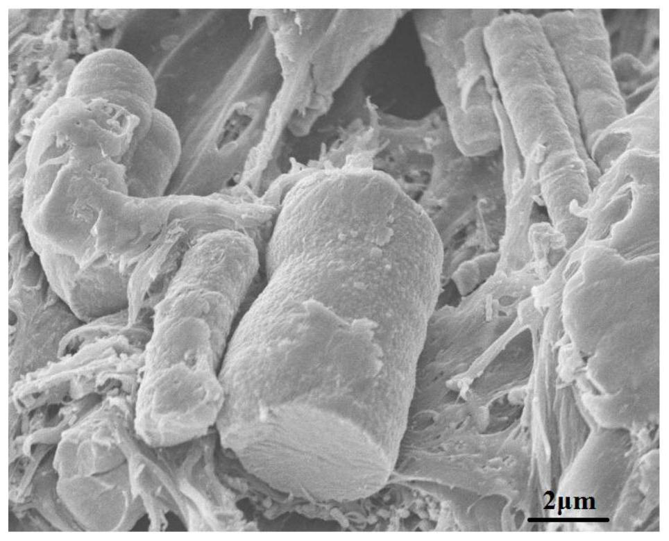 A kind of oriented flexible magnetoelectric composite material and its preparation method