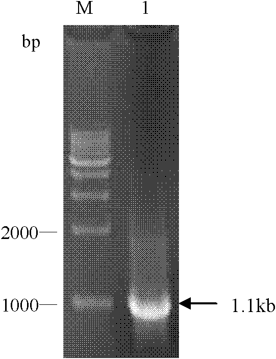 Strain of bacillus subtilis engineering bacteria and application thereof in producing heparinase I