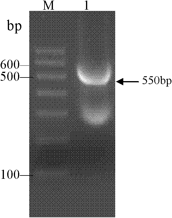 Strain of bacillus subtilis engineering bacteria and application thereof in producing heparinase I