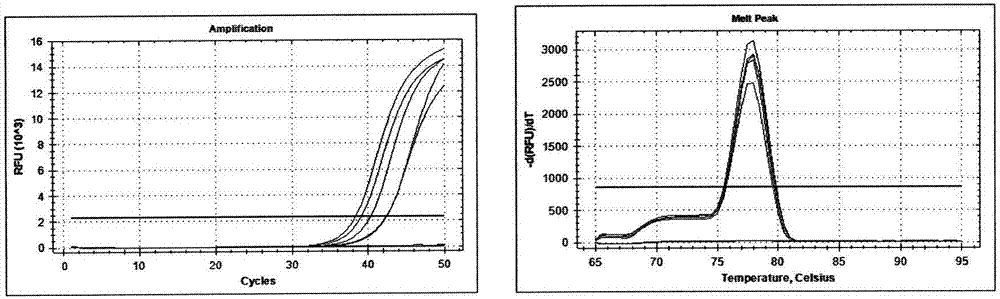 Method for extracting DNA (deoxyribonucleic acid) from small amount of grain oil