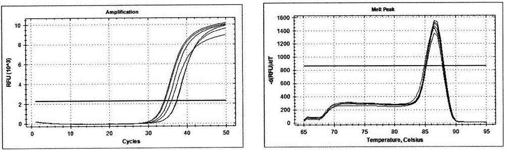 Method for extracting DNA (deoxyribonucleic acid) from small amount of grain oil