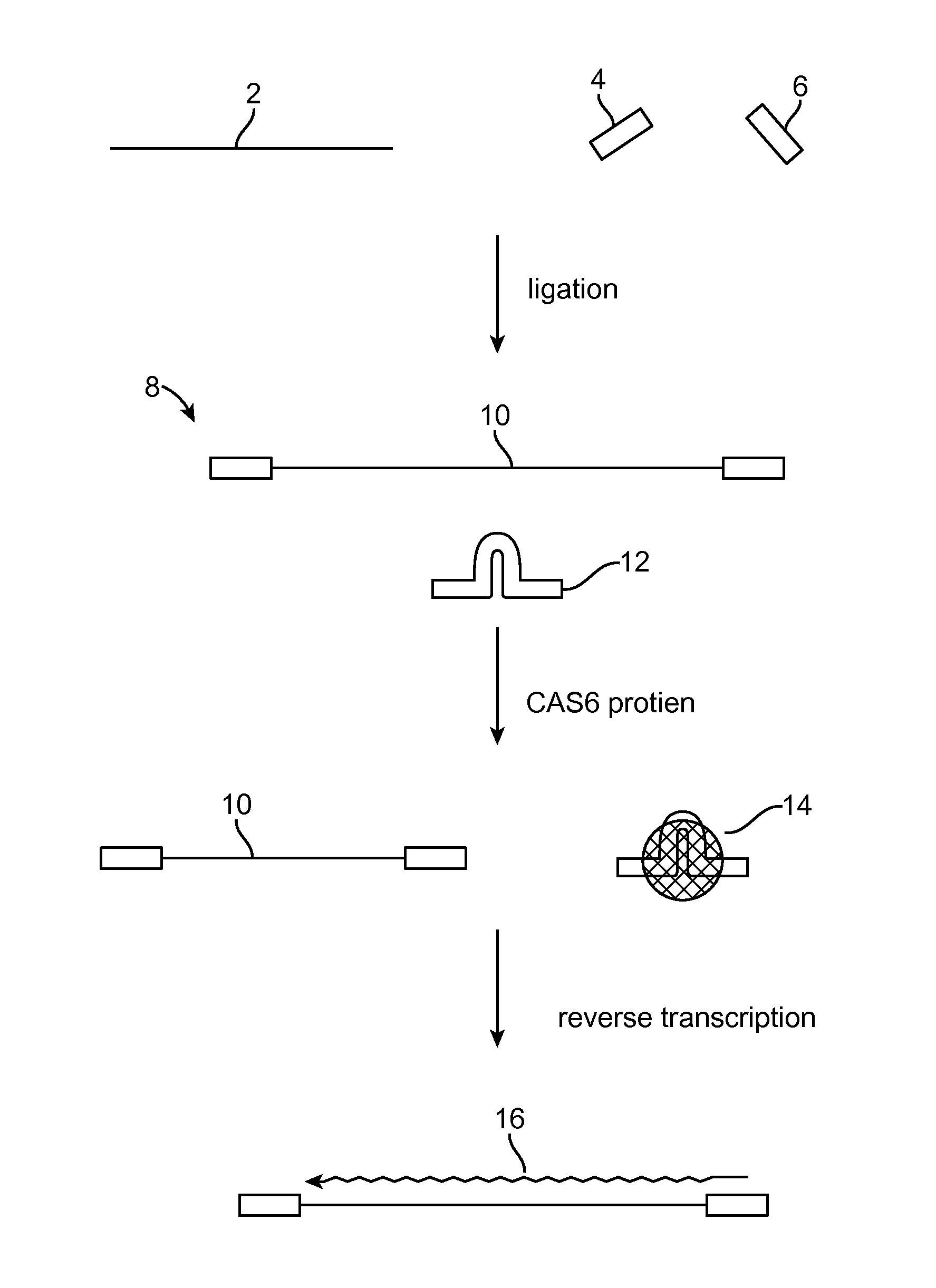 Method of adaptor-dimer subtraction using a crispr cas6 protein