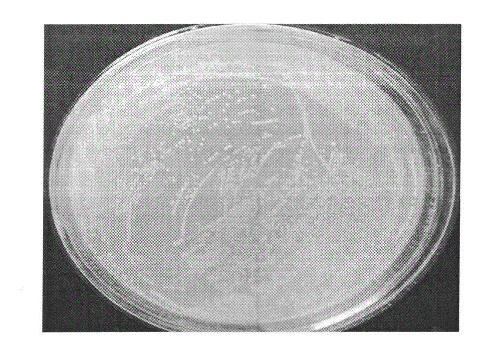 Aerobic denitrifying Paracoccus denitrificans and application thereof