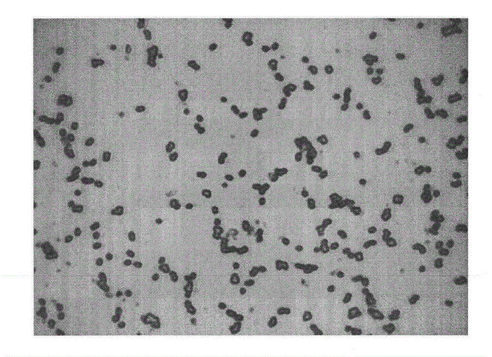 Aerobic denitrifying Paracoccus denitrificans and application thereof