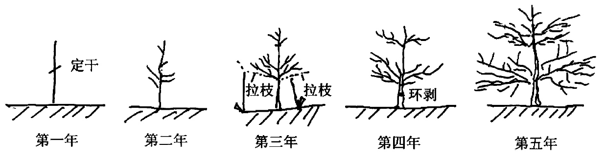 Fruit tree pruning method capable of improving yield and quality of fruits