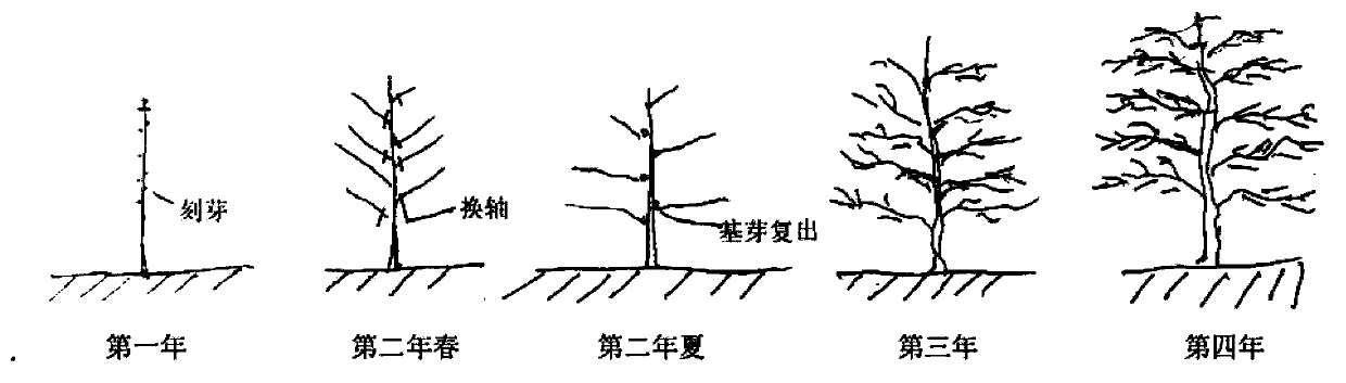 Fruit tree pruning method capable of improving yield and quality of fruits
