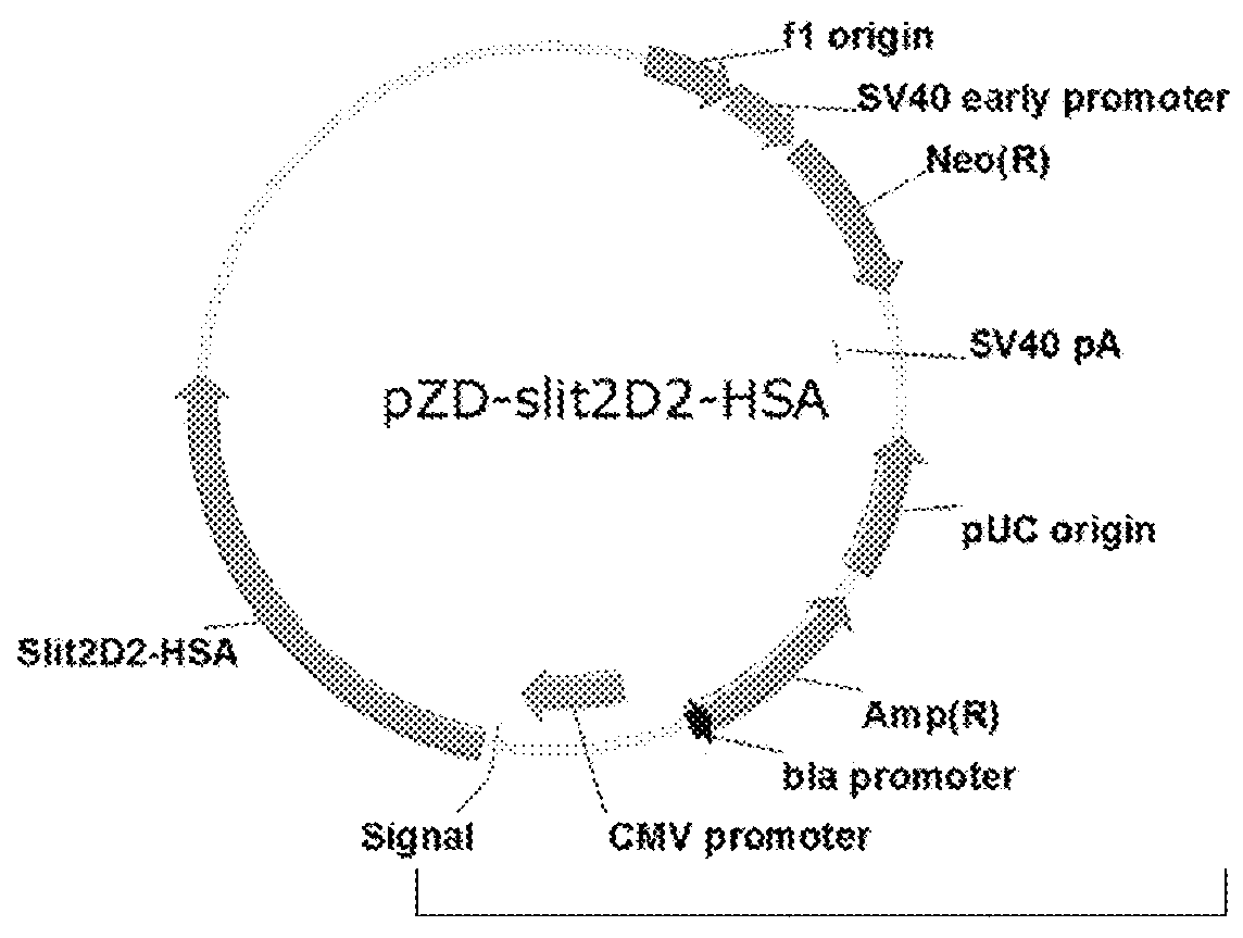 Fusion protein slit2d2-hsa and its use in treatment of sepsis