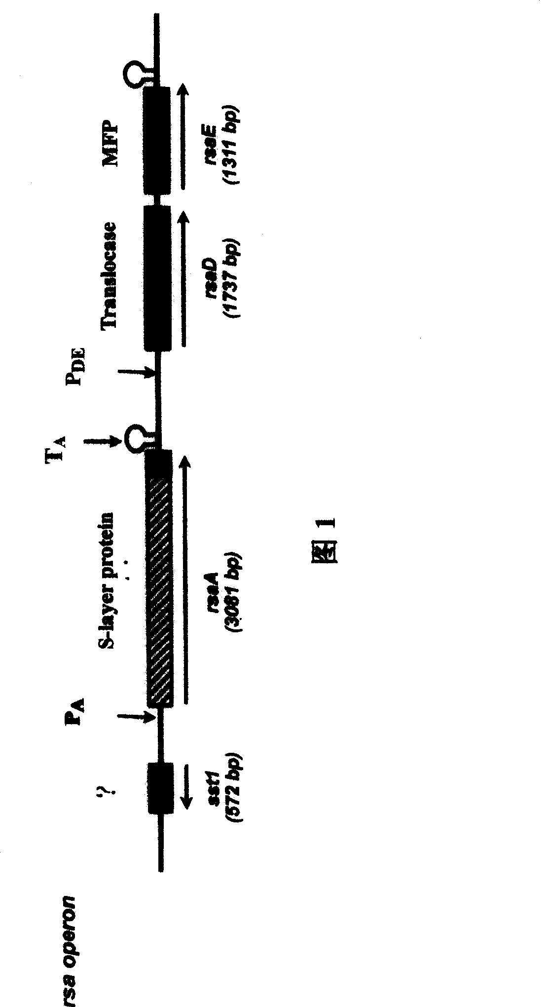 Exocytosis type expression system pES2c and preparation method