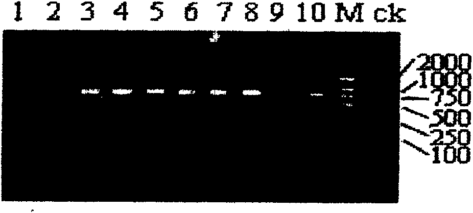 Dwarf gene in paddy rice