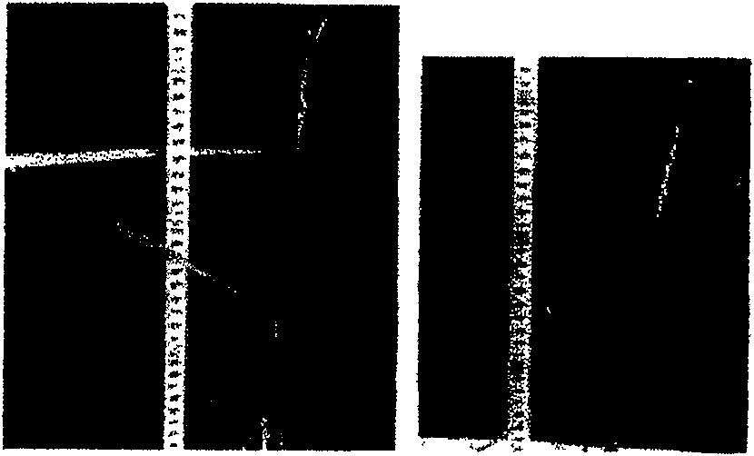 Dwarf gene in paddy rice