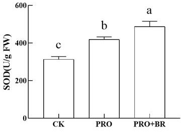 Method for relieving pesticide stress of pseudo-ginseng and reducing pesticide residues by brassinolide
