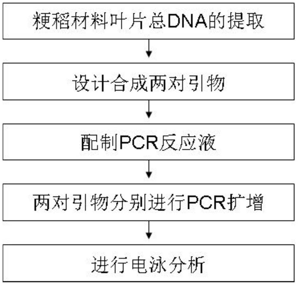 A Molecular Identification Method for the CMS Line of Dian-1 Three-line Hybrid Japonica Rice