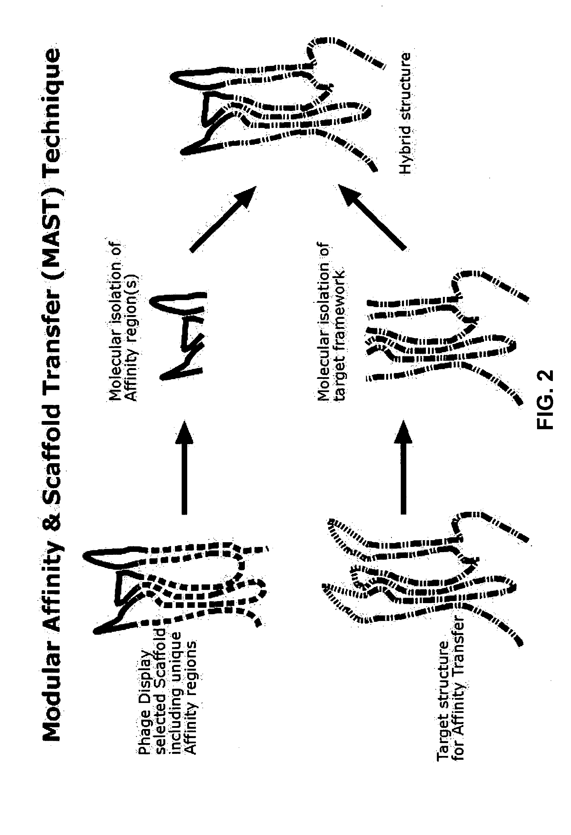 Affinity proteins for controlled application of cosmetic substances