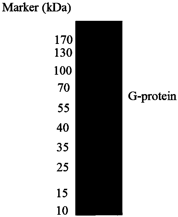 Efficient expression method and application of virus recombinant glycoprotein and eukaryotic cells thereof