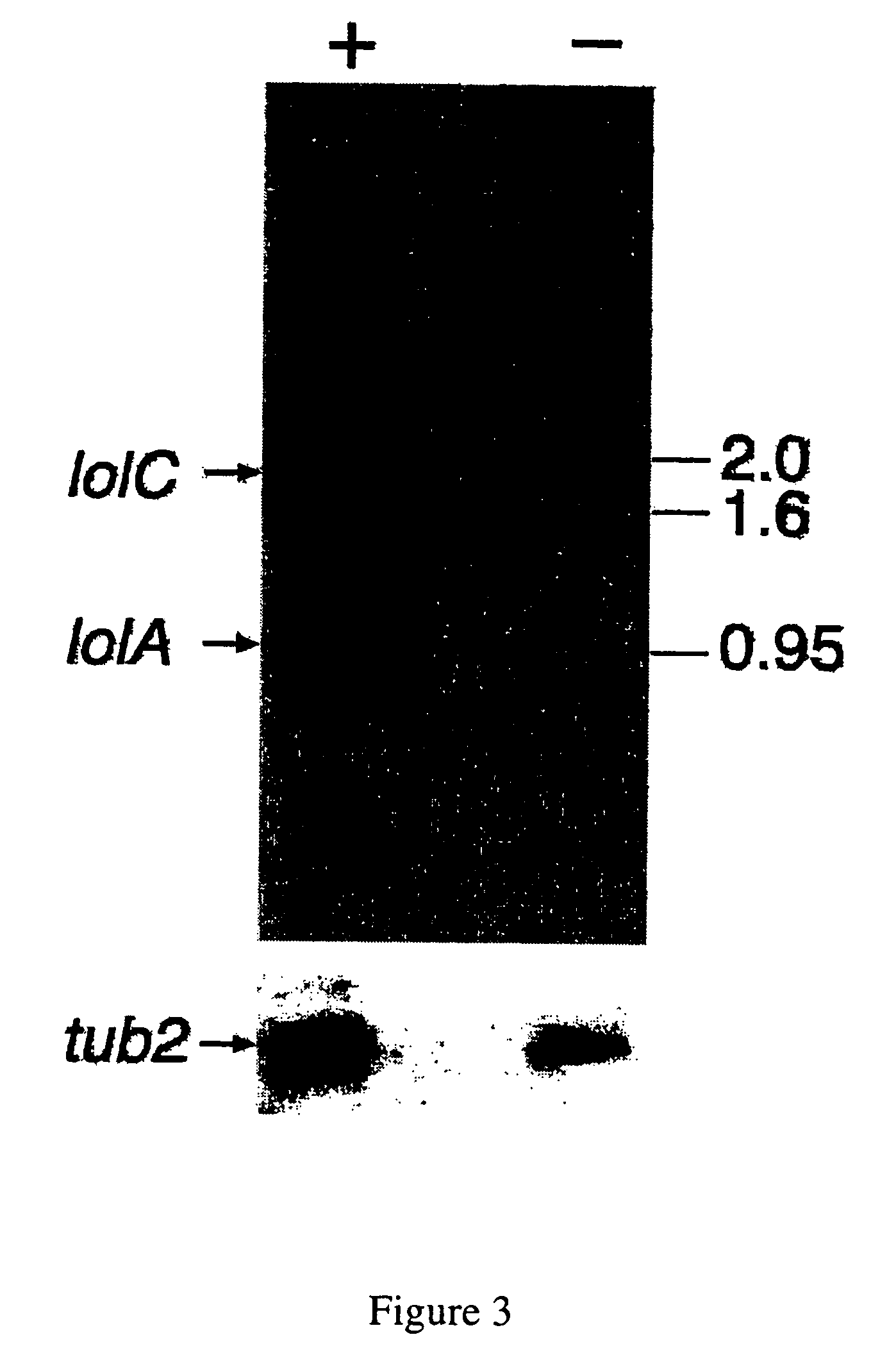 Loline alkaloid gene clusters of the fungal endophyte neotyphodium uncinatum