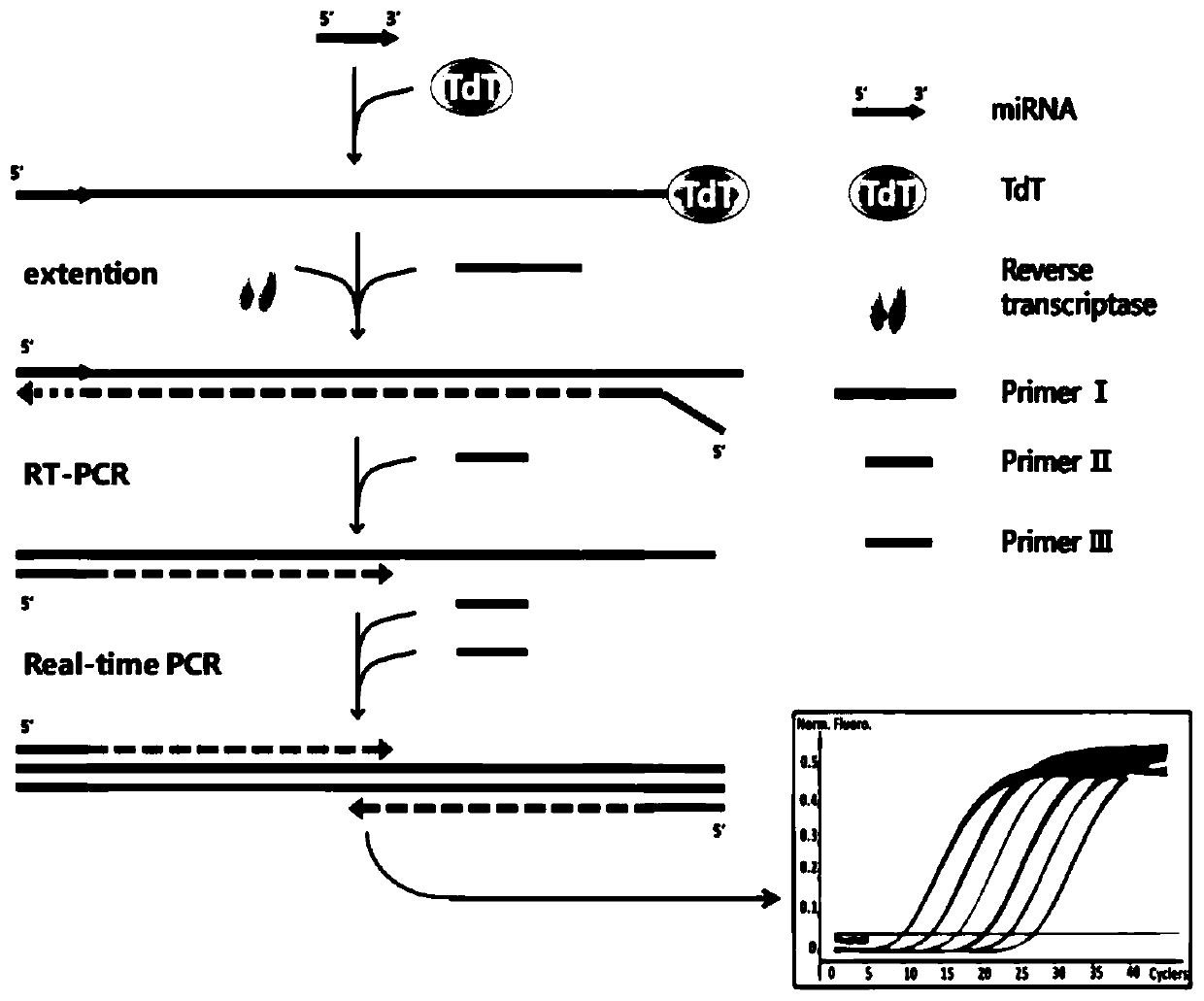 Reverse transcription PCR method mediated by terminal deoxynucleotidyl transferase and used for detecting micro RNA