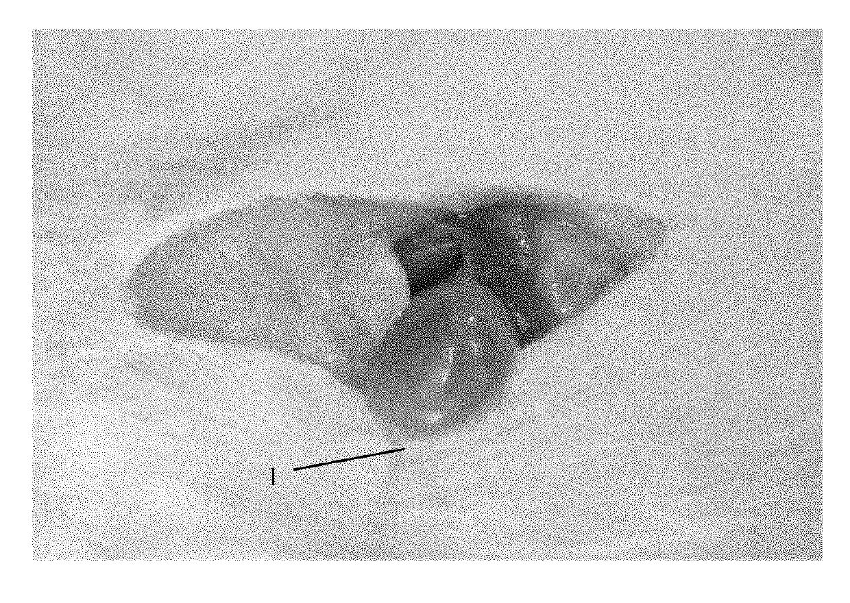 Biliary excretion experimental animal model and building method