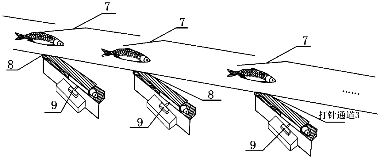 Grass carp vaccine identification and continuous automatic injection method and device thereof