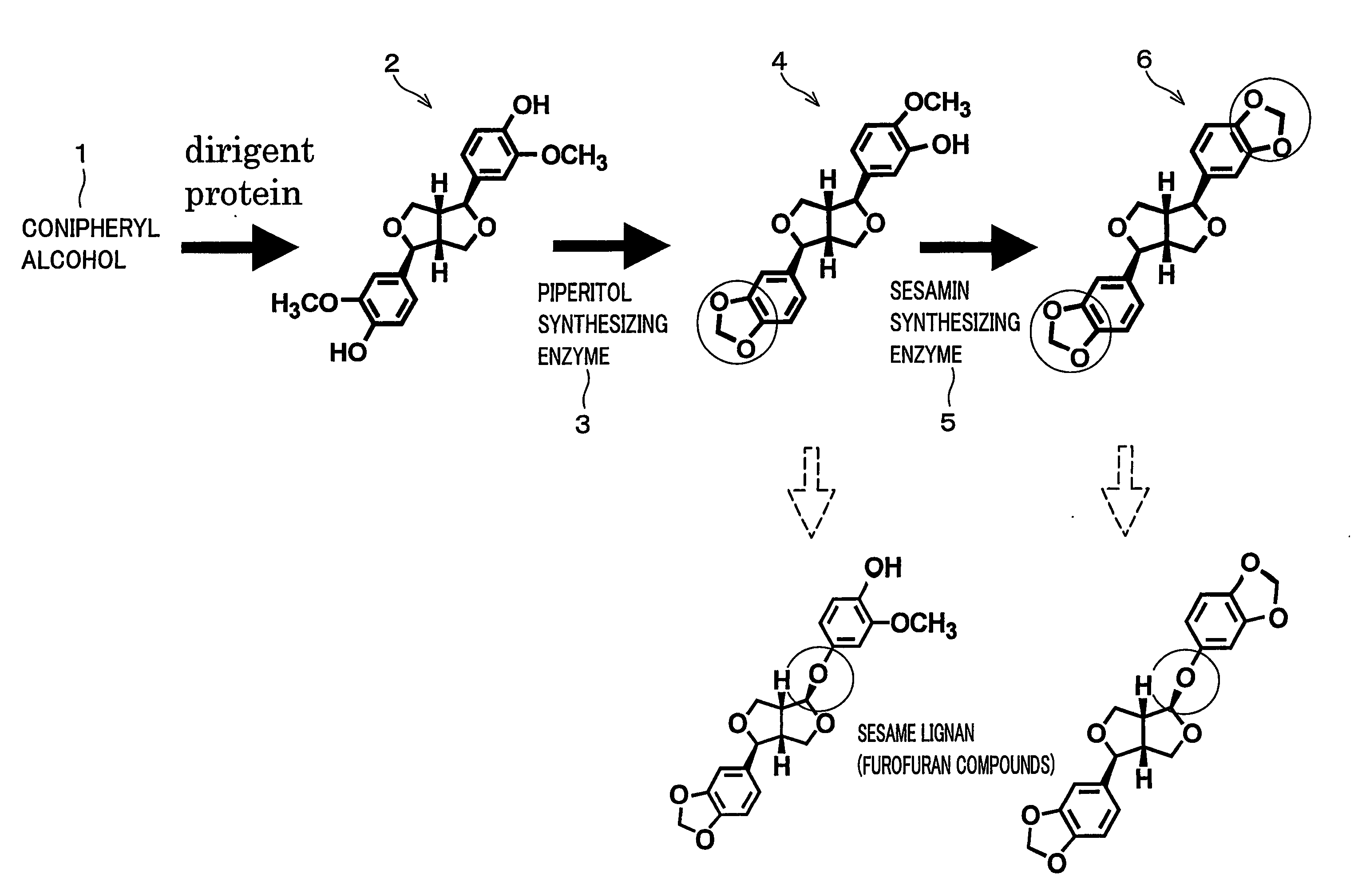 Gene Encoding an Enzyme for Catalyzing Biosynthesis of Lignan, and Use Thereof