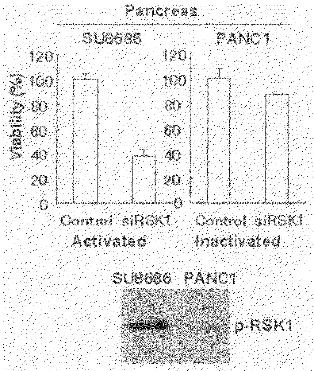 Method for evaluation of compound using RSK1