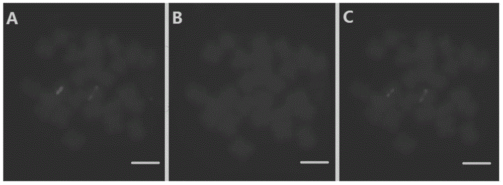 Method for re-hybridizing FISH film