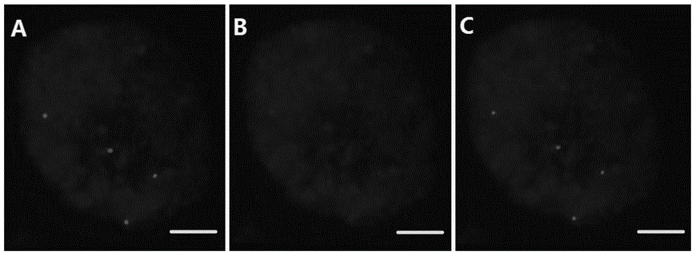 Method for re-hybridizing FISH film