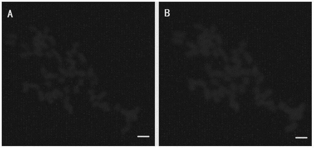 Method for re-hybridizing FISH film