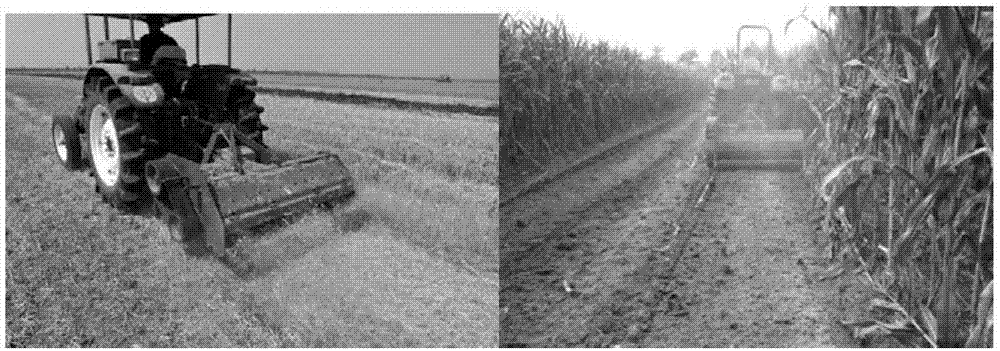 Annual yield increase cultivation method of wheat and maize in Huang-Huai-Hai southern region