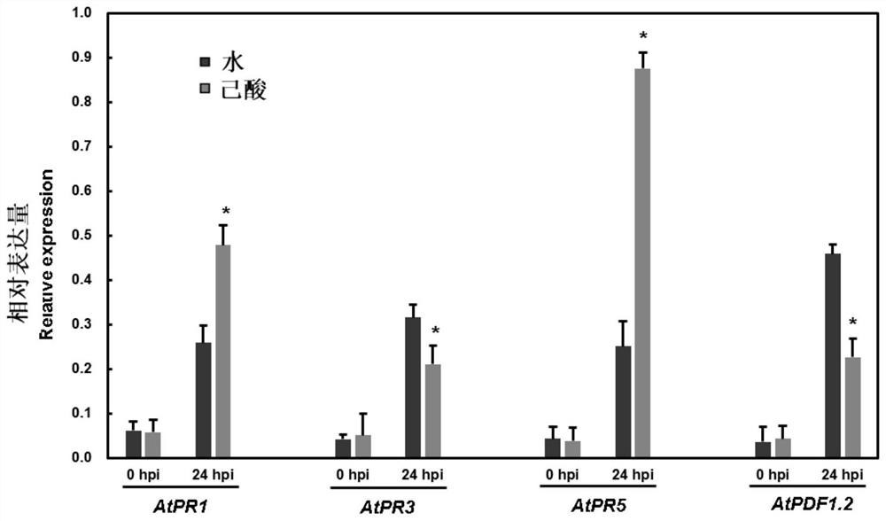 Application of caproic acid in inducing resistance of arabidopsis thaliana to Pst DC3000 and method thereof