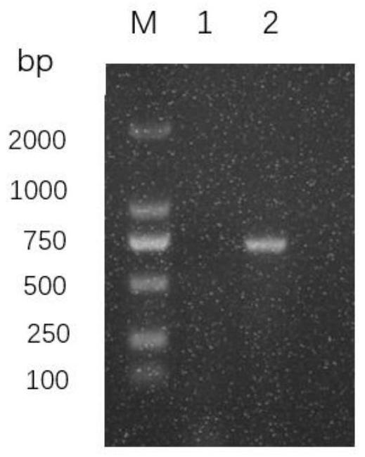 A kind of amberjack nocardia attenuated strain and its preparation method and application
