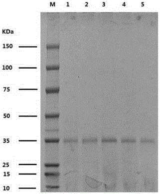 Lipase mutant deriving from talaromyces thermophilus, coding gene and application thereof