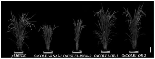 A kind of auxin regulatory protein, coding gene and application